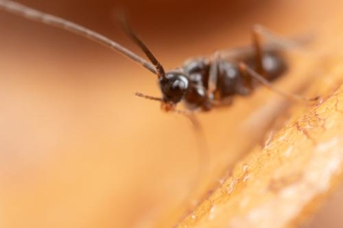 Réf. 274 475 : Embolemus ruddii